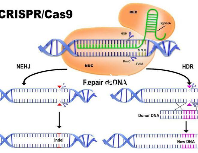 真偽難辨？一文了解林卡爾真假辨別7大方法
