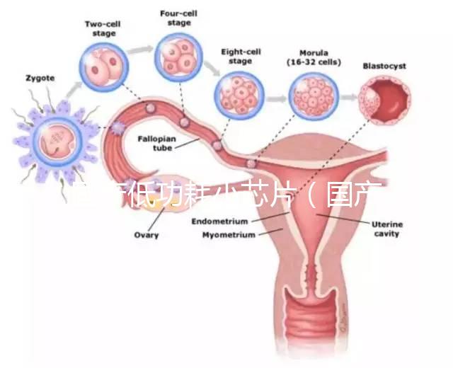 國產(chǎn)低功耗小芯片(國產(chǎn)低功耗小芯片有哪些)