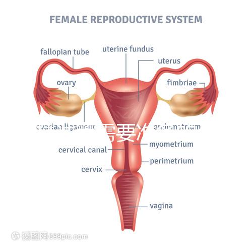 供精試管需要準備的資料一覽,除結婚證外這些也必不可少