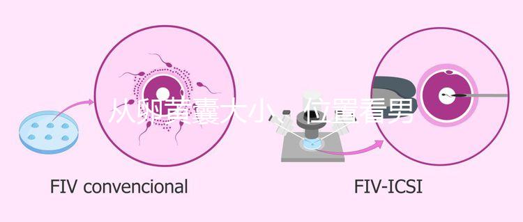 從卵黃囊大小、位置看男女，寶寶性別分辨一眼就準(zhǔn)
