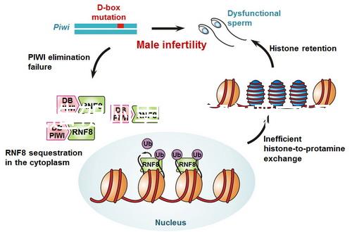 想造賀州男科醫(yī)院哪家好瞧，賀州市人民醫(yī)院登前3了解下