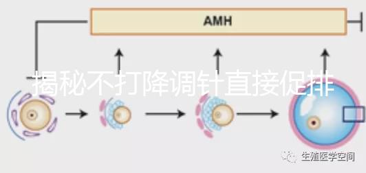 揭秘不打降調針直接促排的影響，是否妨礙懷孕一目了然