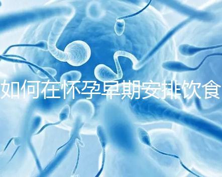 如何在懷孕早期安排飲食？