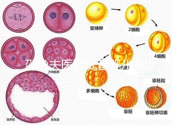 邵逸夫醫院試管嬰兒多少錢？全部費用明細為你一一列出