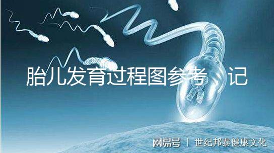 胎兒發(fā)育過程圖參考,記錄胚胎從一到九個(gè)月變化