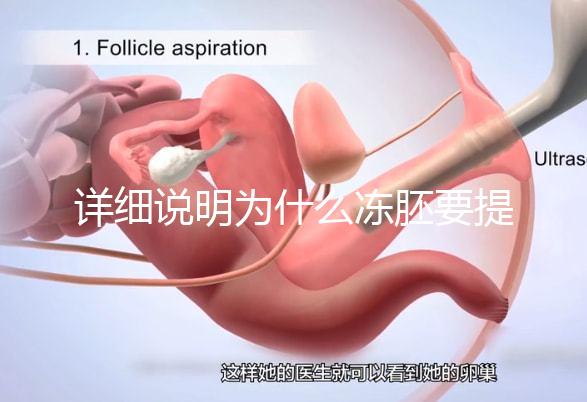 詳細說明為什么凍胚要提前一兩天解凍，有沒有影響一目了然