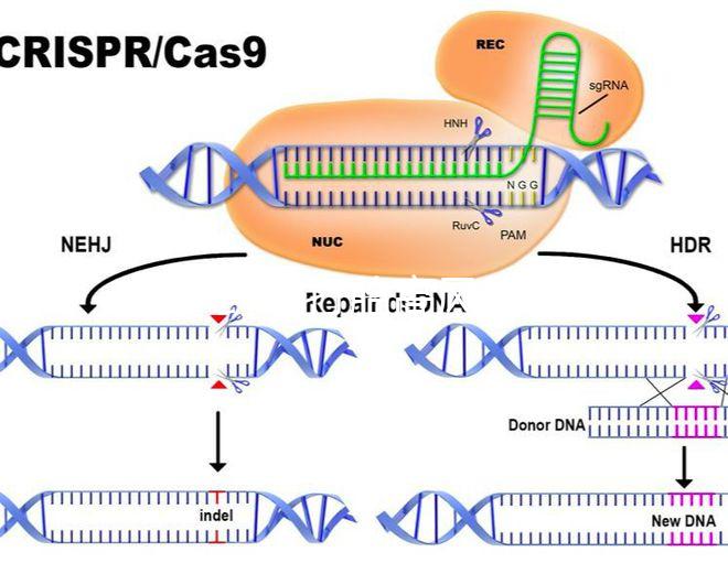 47歲藥流打胎高風(fēng)險(xiǎn)！這5大后果極易威脅身體健康