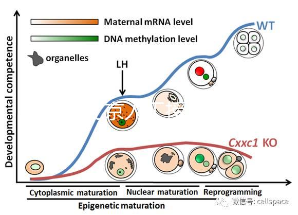 2024北京人工授精私立醫(yī)院排名專欄,哪家好看完有數